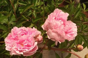 Pfingstrose, Peony - 1 Wurzelholz, Natürlich gewachsen - Duftend🩷* - Bild 1 von 1