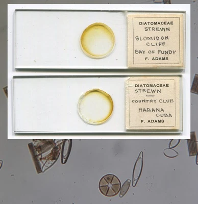 Diatomas F. Adams de Bay of Fundy y Havana Harbor Microscopio Diapositivas Foto 1 de 4