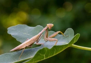 1pc- Real & Natural Adult Male Sphodromantis Viridis Praying Mantis from Uganda - Picture 1 of 6