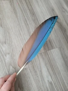 29 cm blaue 💙 Papageienfeder Vogelfeder Feder Ara Schreibfeder Linkshänder - Bild 1 von 10