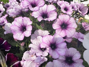 Violet Petunia (petunia spp) - Picture 1 of 12
