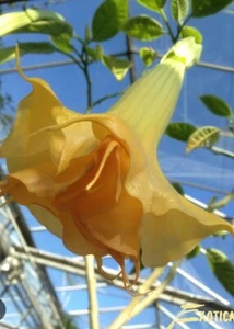 brugmansia anja - Picture 1 of 2