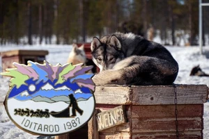 Prendedor de solapa esmaltado recuerdo carreras trineo perro Iditarod Alaska 1987 de colección - Imagen 1 de 5