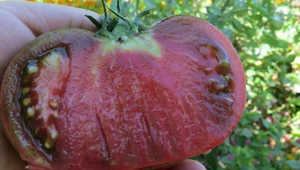 10 graines de tomate BISON NOIR- Bizon Chernyy très productive heirloom méth.bio - Picture 1 of 12