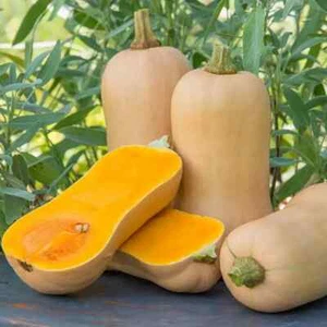 Waltham Butternut Squash  20 Seeds Heirloom Non-GMO - Picture 1 of 1