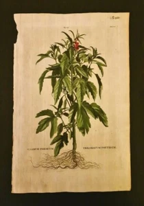 Munting antiker Blumendruck Botanische Gravur, 17. Jahrhundert, Original - Bild 1 von 1