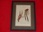 Natural History Jacques Of Seve Dirx Crustaceans Engraving 18Th No Colours Time