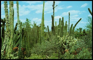 Jardín Botánico del Desierto de Arizona, entre Tempe y Phoenix, postal cromada - Imagen 1 de 2