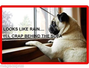 Funny Fawn Pug Dog Rainy Day Refrigerator / Tool Box Magnet Gift Card Insert - Picture 1 of 1