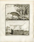 Antique Print-GARDEN DORMOUSE-LEROT-SKELETON-PL.25-Fritsch-Buffon-1776