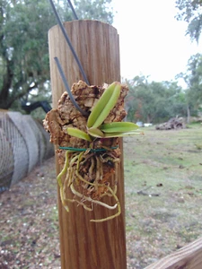 Laelia perinii Mounted cork bark RARE SPECIES - Picture 1 of 1