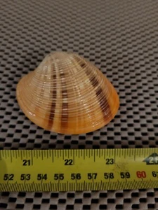 Real Seashell, Clam Shell,  - Picture 1 of 8