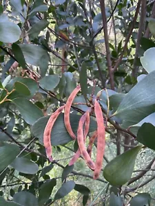 Acacia. Phlebophylla Seed Pack - 20+ Seeds. 2024 Seeds. - Picture 1 of 5