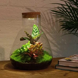 Flaschengarten-Set Sam Calathea mit LED-Beleuchtung - DIY Terrarium 30 cm groß f - Bild 1 von 3