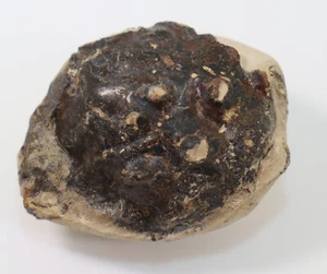 Krebs, Dromilites bucklandi, Tertiär, Eozän, Minster, Isle of Sheppey, UK -f303 - Picture 1 of 5