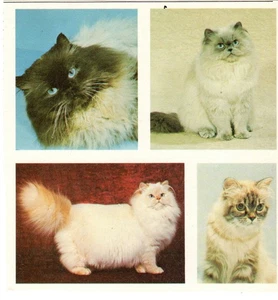 Cat Print--4 Color Photos of Persian Cats--Book Cutout, Square - Picture 1 of 1