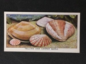 1938 Wills's The Sea-Shore #15 Tellins And Carpet Shell Excellent - Picture 1 of 2