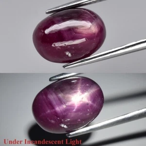 5.12ct 11x8mm Oval Cabochon Purplish Red 6 Ray Star Ruby (Heated Glass Filling) - Picture 1 of 12