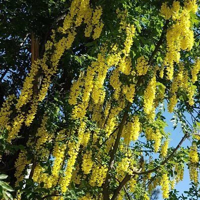 Maggiociondolo Waterera Vossii 2L - Lunghi e densi grappoli di fiori giallo oro - Immagine 1 di 4