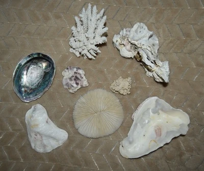 Vintage Real Natural Mushroom Coral Skeleton Aquarium Reef Tank Barnacle Abalone - Image 1 of 4