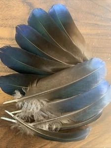 10pcs Pheasant Natural Genuine Real Blue Feathers 16-18cm DIY Craft Smudge Fan - Picture 1 of 7