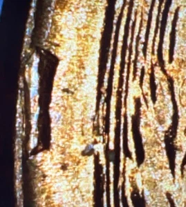 1957 D Lincoln Wheat Cent - Cud - Picture 1 of 3