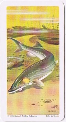 Brooke Bond Red Rose Tea Card #21 Lake Sturgeon North American Wildlife Danger - Image 1 of 2