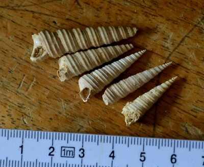 #5 Fossil Gastropoda Turritella badensis Miocene Tortonian Bulgaria T5 - Image 1 of 4