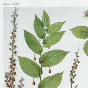 Asphodelus Aphyllanthes Paris Pl 593 - Plante Flore -- Gravure de presse 1930 - Picture 1 of 2
