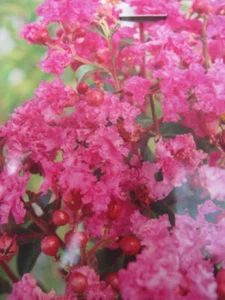 Lagerstroemia indica Coral Magic ® - Chinesische Kräuselmyrte / Kreppmyrte - 40- - Bild 1 von 1