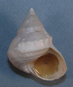 GINEBIS ARGENTEONITENS 47.78mm BEAUTIFUL SPECIMEN Sagami Bay, Honshu, Japan - Picture 1 of 2