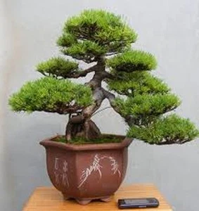 5 PINUS MUGO BONSAI SEEDS GROW YOUR OWN BONSAI TREE WITH THESE SEEDS 5X - Picture 1 of 1