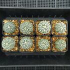 8 x STAR SHAPE Astrophytum asterias super kabuto Seeding Rare / cactus