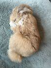 Life Like Bunny Rabbit With Real Fur Super Soft Rare  7.5? Long 4? Wide