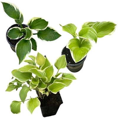 Live Perennial Hosta Assorted Varieties - Beautiful 3-Pack for Shaded Spaces - Image 1 of 4
