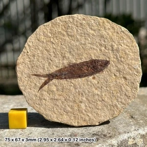 Eocene fossil fish in matrix – genuine prehistoric vertebrate – usa – natural - Picture 1 of 1