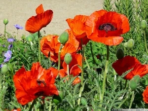100 x SCARLET ORANGE POPPY SEEDS-ORIENTAL POPPY-CHEERFUL FLOWERS-COTTAGE GARDEN - Picture 1 of 5