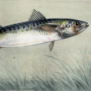 1868 Pêche et Poissons (Fish) Hand Painted Stone Chromo-Lithograph, Mackarel - Picture 1 of 6