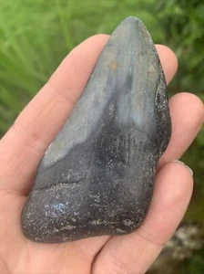 Fossil Megalodon Shark Tooth Fragment 23-3.6Million Years Old USA S. Carolina - Picture 1 of 6