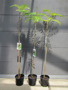 Albizia julibrissin 'Rosea' - Seidenbaum - Pflanze 80-100cm - Winterhart