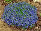 Veronica armena, Armenian Speedwell 20 Seeds, Perennial,Ground Cover,Low Growing
