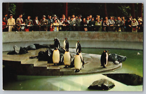 Carte postale Penguins Stanley Park Zoo années 1950 personnes Vancouver Colombie-Britannique Colombie-Britannique