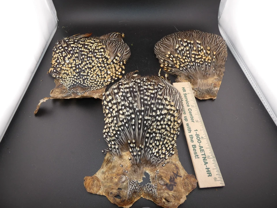 Capa de gallo jungle 3 piezas material para atar moscas plumas Foto 1 de 4