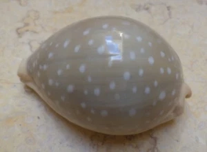 Cypraea camelopardalis  F++++ Gem stunning red sea shell  69mm natural glossy - Picture 1 of 11