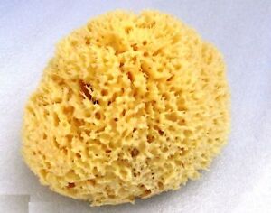 Natural Sea Sponge 6'' to 6.5'' Large GREEK  super BATH .