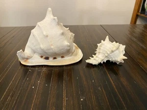 Lot of 2 Shells Large Conch & Smaller Sea Shell  - Picture 1 of 9