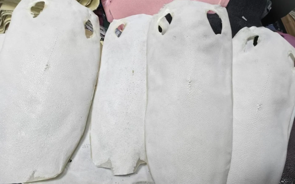 Piel de pez raya real de 7 pulgadas piel cruda embrión piel de pez translúcida cuero blanco Foto 1 de 4