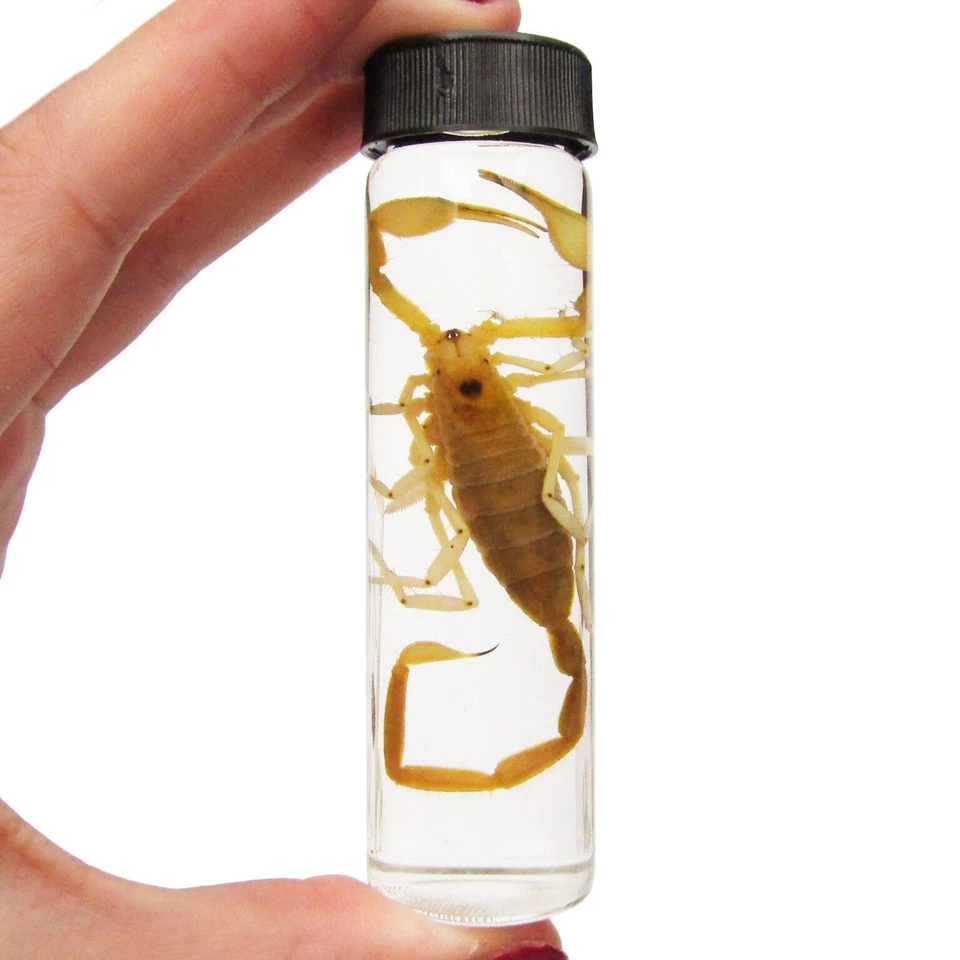 Smeringurus mesaensis XL giant dune scorpion wet specimen Arizona USA - Image 1 of 1