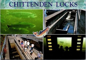 Fish Ladder-Chittenden Locks Seattle Washington Postcard Unposted - Picture 1 of 2