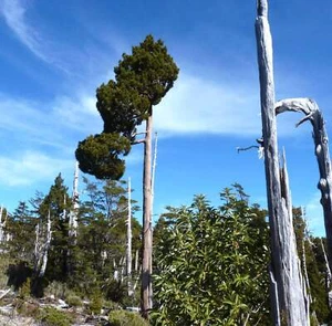 Fitzroya cupressoides - Patagonian cypress | Alerce | - Picture 1 of 6